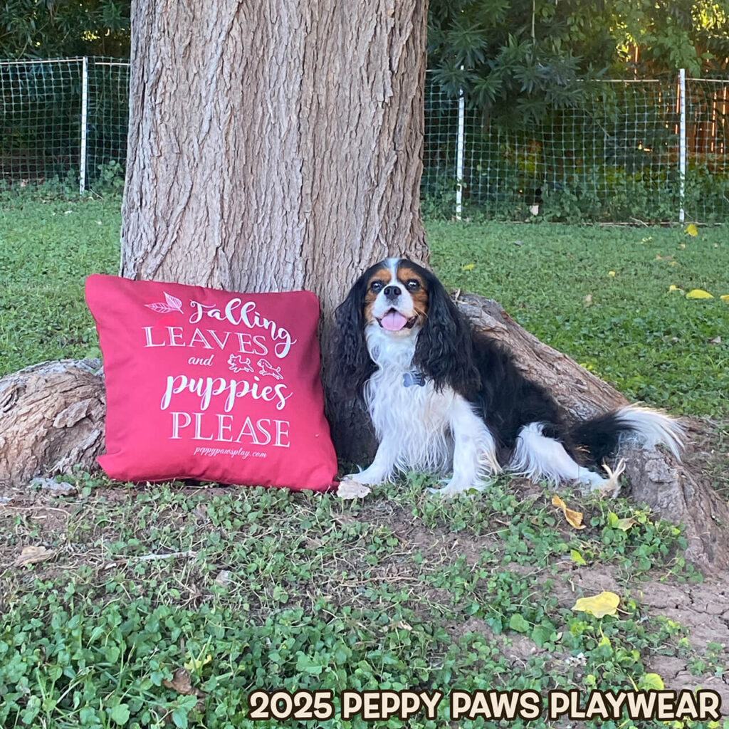 Tricolor Cavalier King Charles Spaniel posing with a large red pillow that says Falling Leaves and Puppies Please! Photo taken at Peppy Paws Play Yard.